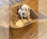 Small #40 Labrador Retriever