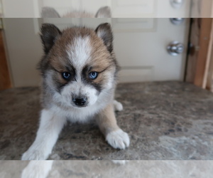 Pomsky Puppy for sale in HUDSON, MI, USA