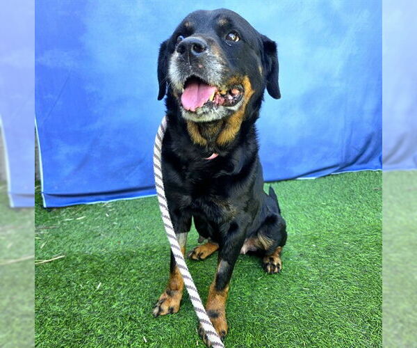 Medium Photo #2 Rottweiler-Unknown Mix Puppy For Sale in Long Beach, CA, USA