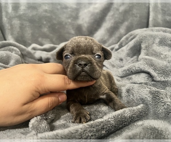 Medium Photo #4 French Bulldog Puppy For Sale in HAYWARD, CA, USA