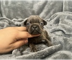 Small #3 French Bulldog