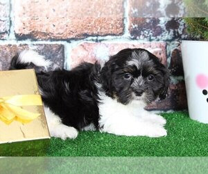 Medium Shih Tzu