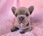 Small #7 French Bulldog