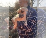 Small #18 French Bullhuahua