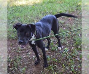 American Pit Bull Terrier-Unknown Mix Dogs for adoption in Murfreesboro, TN, USA