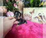 Small #1 Chihuahua