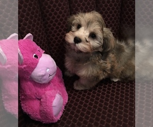 Havanese Puppy for sale in LIVONIA, MI, USA