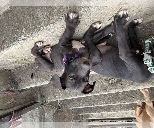 Medium Photo #2 American Pit Bull Terrier Puppy For Sale in Holly Springs, NC, USA
