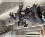 Small #1 American Pit Bull Terrier