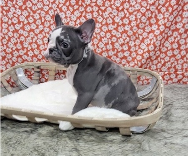 Medium Photo #5 French Bulldog Puppy For Sale in BLAKESBURG, IA, USA