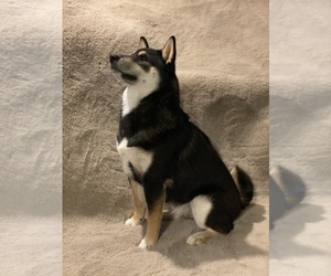Shiba Inu Puppy for sale in PLAINWELL, MI, USA