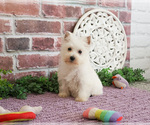 Small #5 West Highland White Terrier