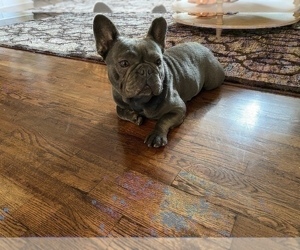 French Bulldog Puppy for sale in ELDERWOOD, CA, USA