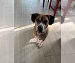 Small #4 Beagle Mix