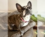 Small #5 French Bulldog