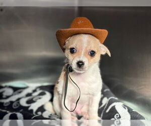 Chihuahua Dogs for adoption in Rancho Cucamonga, CA, USA
