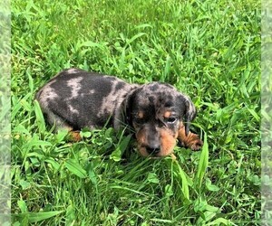 Dachshund Puppy for sale in ROWLEY, MA, USA