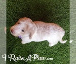 Small Photo #6 Goldendoodle-Poodle (Standard) Mix Puppy For Sale in OVERGAARD, AZ, USA