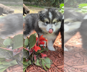 Pomsky Litter for sale in JACKSONVILLE, FL, USA