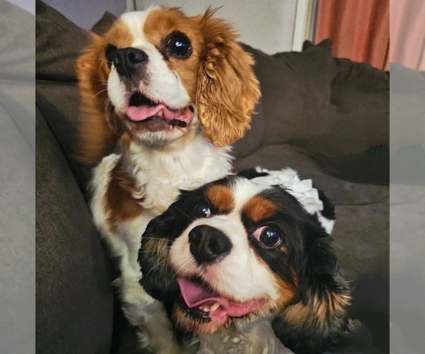 Medium Photo #2 Cavalier King Charles Spaniel Puppy For Sale in Sioux Falls, SD, USA
