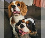 Small #1 Cavalier King Charles Spaniel