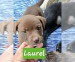 Small #1 Labrador Retriever Mix