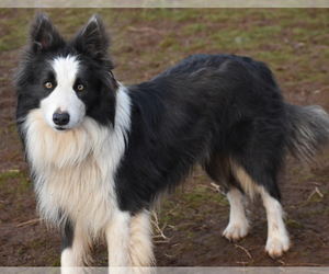 Father of the Border Collie puppies born on 07/13/2023