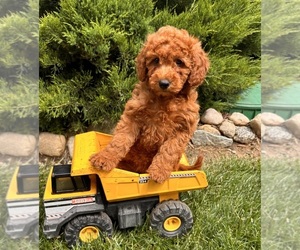 Goldendoodle (Miniature) Puppy for Sale in MIDDLEBURY, Indiana USA