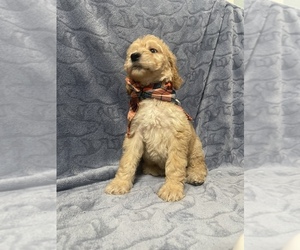 Goldendoodle Puppy for sale in HASLET, TX, USA
