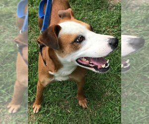 Gemma *Adopt or Foster* - Female Mutt Dog for Adoption - Photo #10