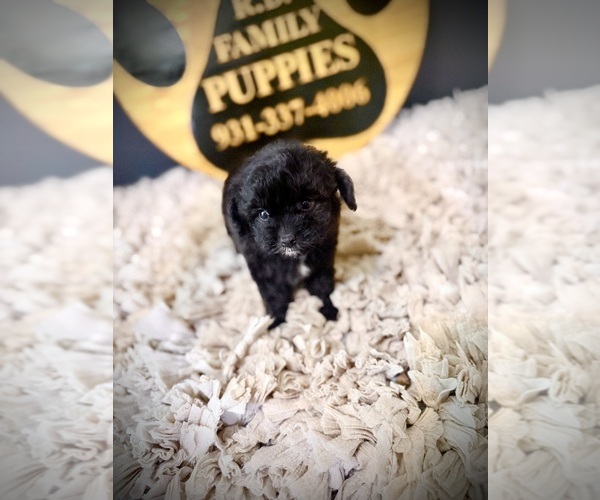 Medium Photo #3 Cavapoo (Miniature) Puppy For Sale in CROSSVILLE, TN, USA