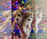 Small Photo #1 Maltipoo Puppy For Sale in EL PASO, TX, USA