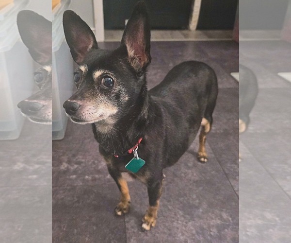 Medium Photo #2 Chihuahua-Unknown Mix Puppy For Sale in Clarkston, MI, USA