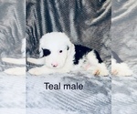 Small Photo #18 Sheepadoodle Puppy For Sale in CORYDON, IN, USA