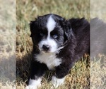 Small Photo #9 Miniature Australian Shepherd Puppy For Sale in PRAIRIE GROVE, AR, USA