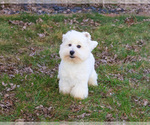 Small #2 West Highland White Terrier