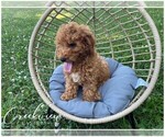 Small Photo #9 Poodle (Toy) Puppy For Sale in NIANGUA, MO, USA