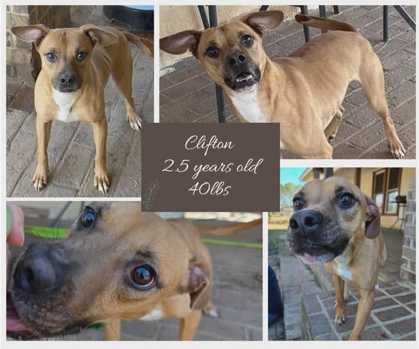 Medium Photo #5 Boxer-Unknown Mix Puppy For Sale in Woodbury, NY, USA