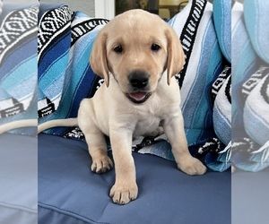 Labrador Retriever Puppy for sale in LINCOLN, CA, USA
