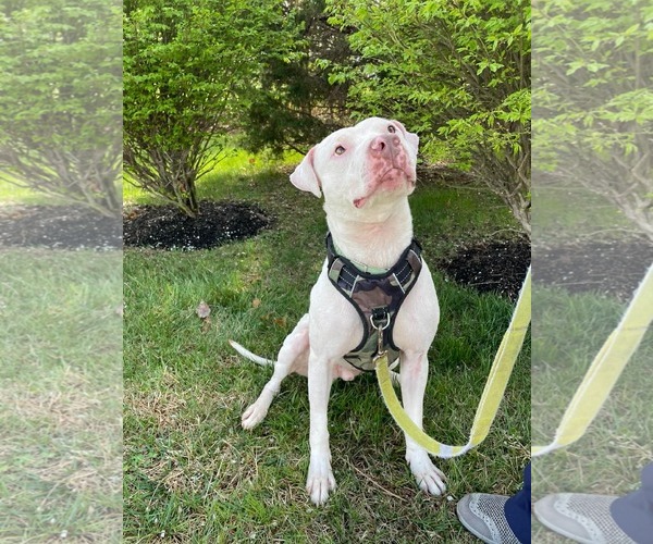 Medium Photo #1 Mutt Puppy For Sale in Rockville, MD, USA
