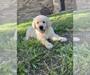 Golden Retriever Puppy for Sale in FREDONIA, Kansas USA