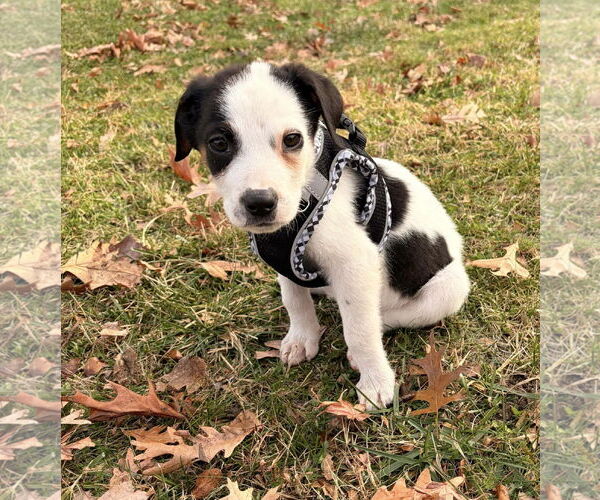 Medium Photo #2 Mutt Puppy For Sale in pomfret, CT, USA