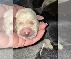 Labrador Retriever Puppy for sale in OSYKA, MS, USA