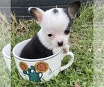 Puppy Puppy 2 Chihuahua