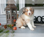 Puppy Marky Australian Shepherd