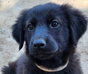 German Shepherd Dog-Golden Retriever Mix Puppy for sale in MODESTO, CA, USA