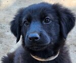 Coconut - Female German Shepherd Dog-Golden Retriever Mix Puppy for Sale - Small photo
