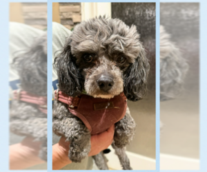 Poodle (Miniature)-Unknown Mix Dogs for adoption in Cranston, RI, USA