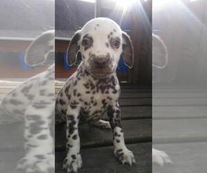 Dalmatian Puppy for sale in BLACKLICK, OH, USA
