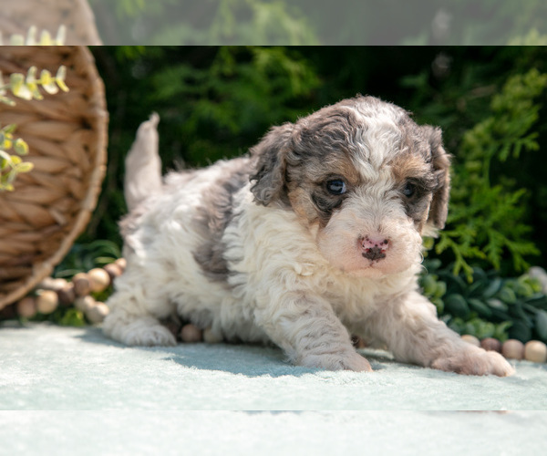 Medium Photo #36 Miniature Bernedoodle Puppy For Sale in BREMEN, IN, USA